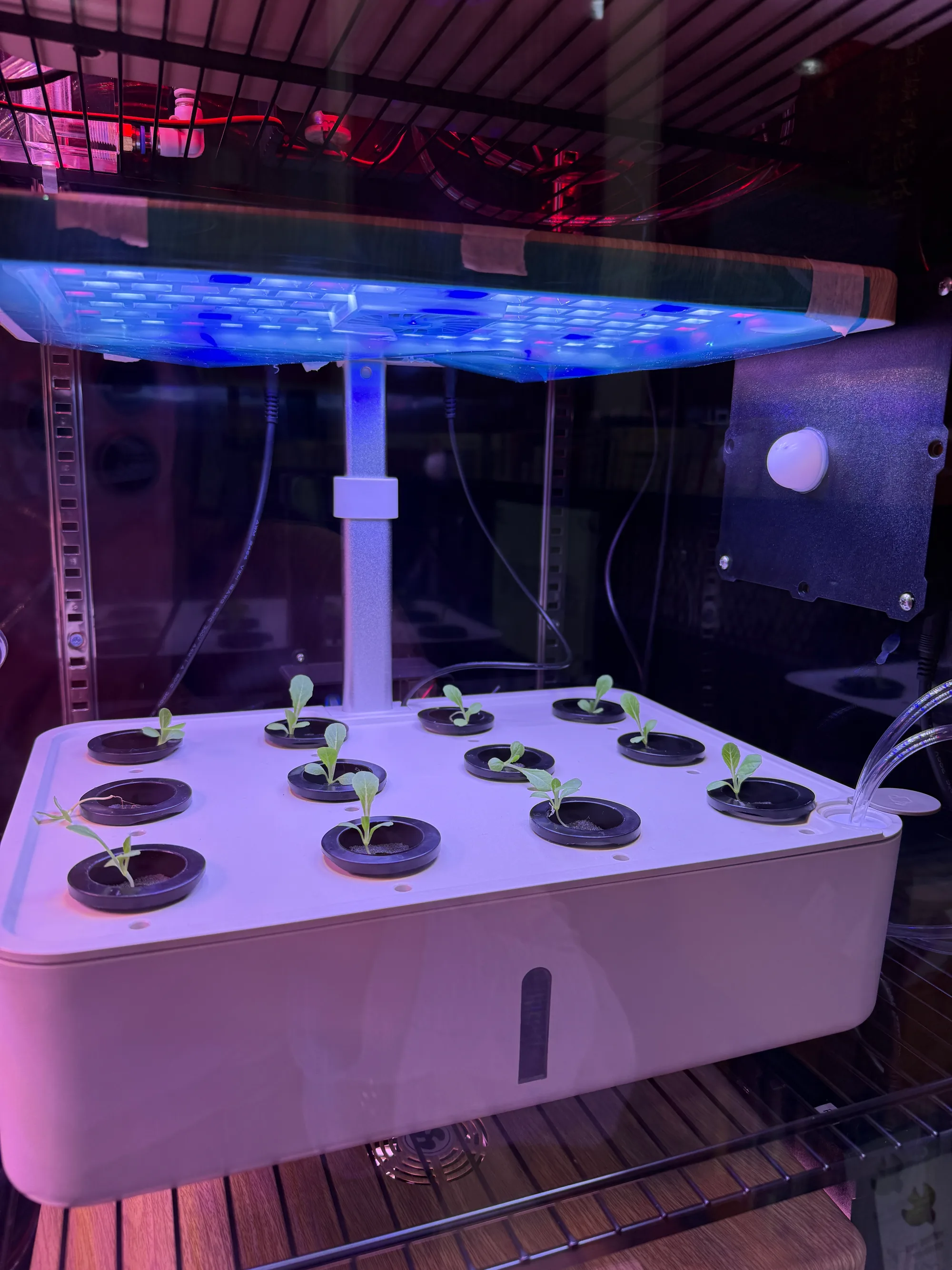 藍光 LED 植物燈下的水耕育苗托盤，黑色種植杯中的嫩苗正在生長，右側設有注水管。