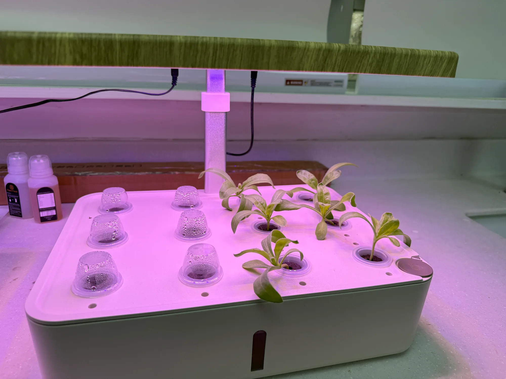 小型室內水耕種植箱，上方設有植物生長補光燈。托盤右側已長出多株幼苗，左側孔位則蓋上透明發芽保濕罩。