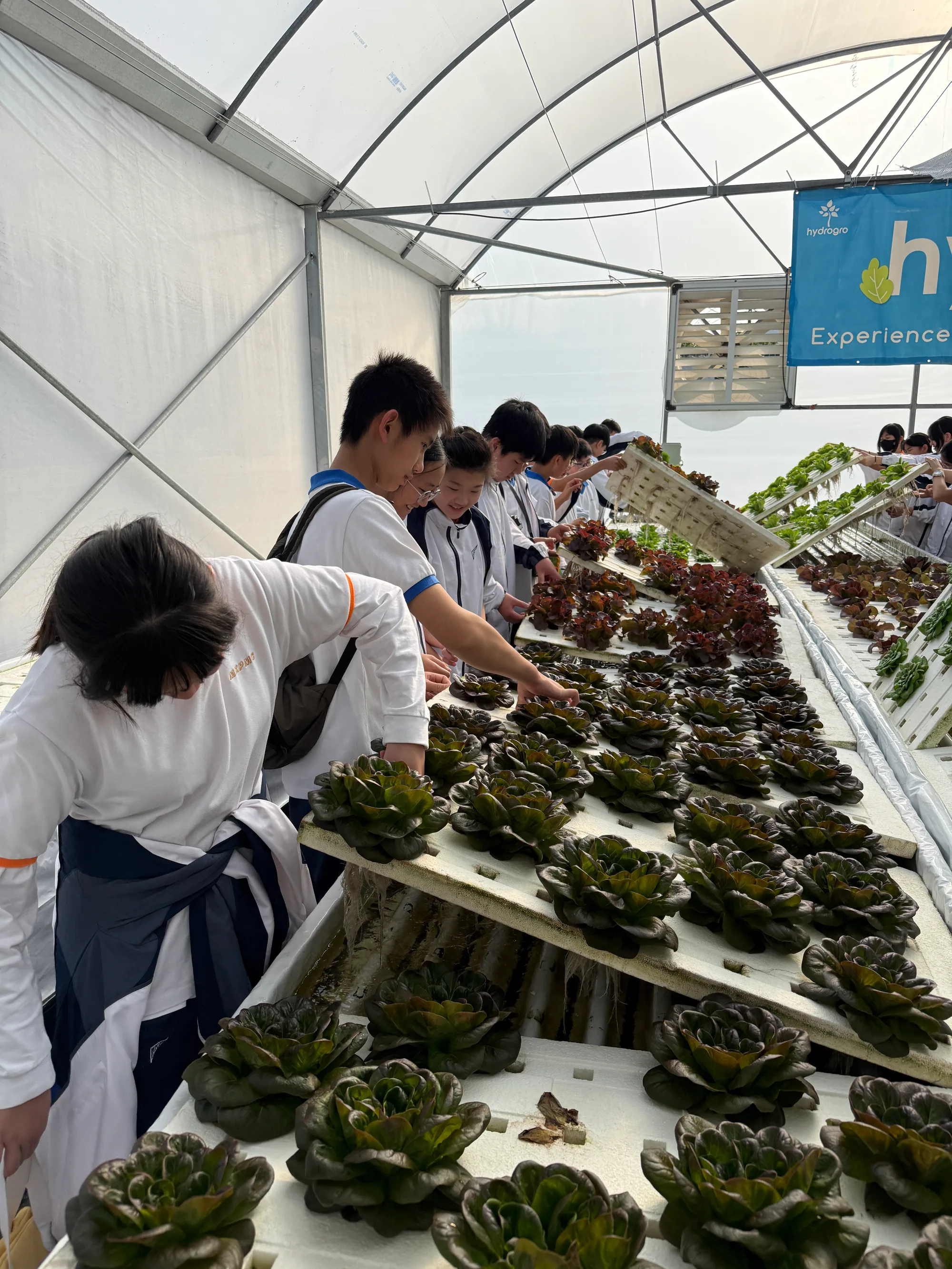 學生在溫室水耕農場內參觀，俯身觀察種植水道上密集生長的水耕生菜與紫葉生菜。